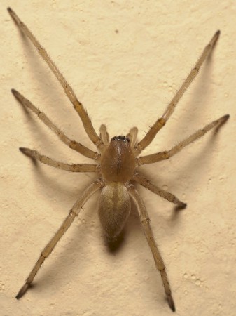 Cheiracanthium cf.mildei